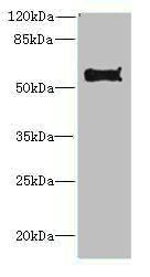 Pdia2 Antibody