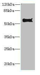 Protein disulfide-isomerase A2 antibody