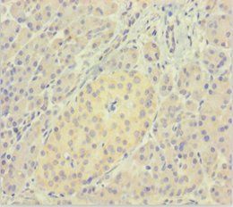 LMAN1L Antibody
