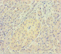 Protein ERGIC-53-like antibody