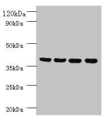 Protein FAM110B antibody
