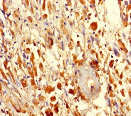 FAM114A2 Antibody