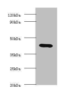 Protein-lysine 6-oxidas antibody