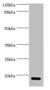 Protein S100-A4 antibody