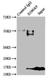 Protein S100A9 antibody