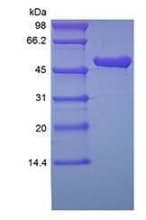 Protein A/G-Cys