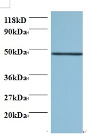 Protein canopy homolog 2 antibody (Biotin)