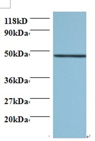 CNPY2 Antibody, Biotin conjugated