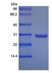 Protein G