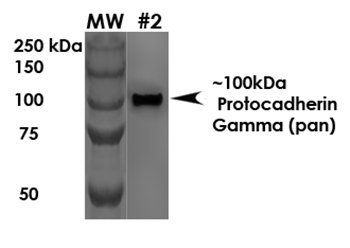 Protocadherin Gamma Antibody