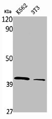 PRPF18 antibody