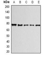 PRPF3 antibody