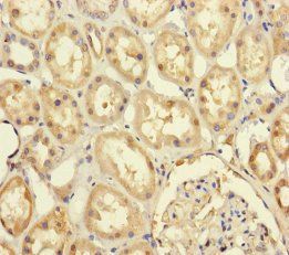 PRPF4 Antibody