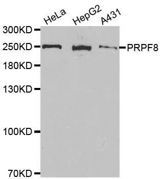 PRPF8 antibody