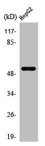 PRPH antibody