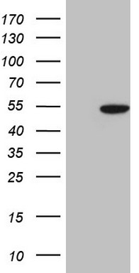 PRPK (TP53RK) antibody