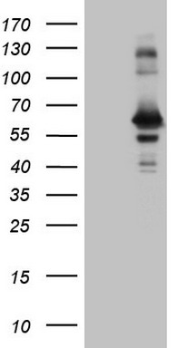 PRPK (TP53RK) antibody