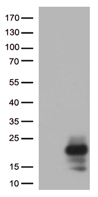 PRPS1L1 antibody