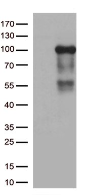 PRPS1L1 Antibody