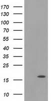 PRPSAP2 antibody