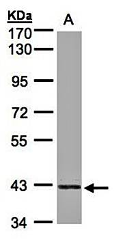 PRPSAP2 antibody