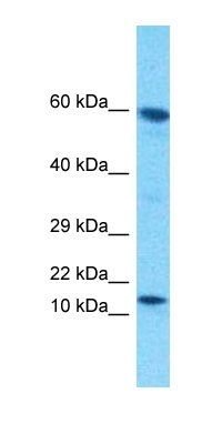 PRR15L antibody