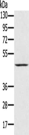 PRR5 antibody