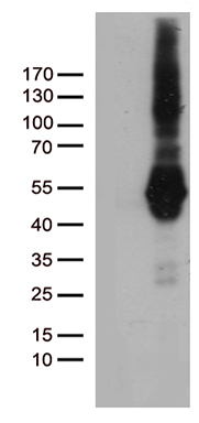 PRRT2 Antibody