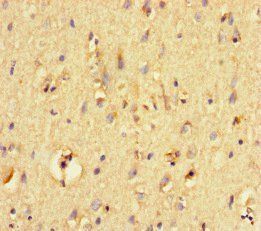 PRSS12 Antibody