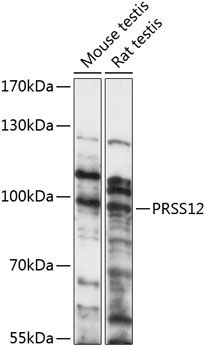 PRSS12 antibody