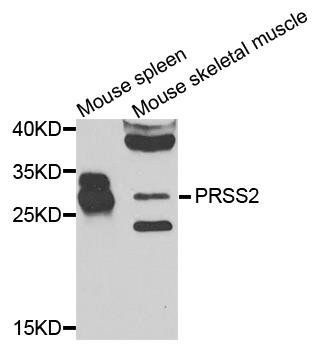 PRSS2 antibody