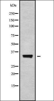 PRSS22 antibody