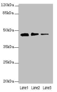 PRSS35 antibody