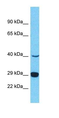 PRSS37 antibody