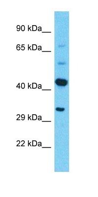PRSS38 antibody