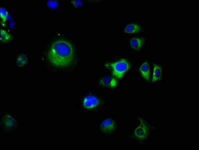 PRSS8 antibody