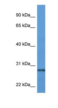 PRTN3 antibody