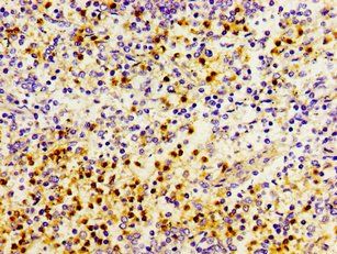 PRTN3 Antibody