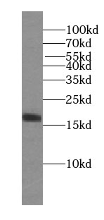 PRX5 antibody