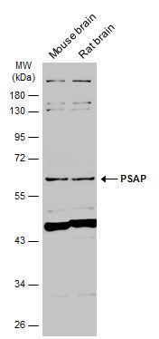 PSAP Rabbit Polyclonal Antibody