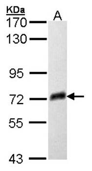 PSAP antibody