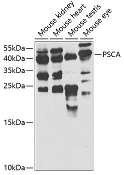 PSCA antibody