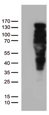 PSCD4 (CYTH4) antibody
