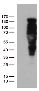PSCD4 Antibody