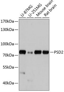 PSD2 antibody