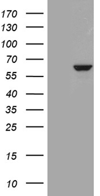 PSD95 (DLG4) antibody