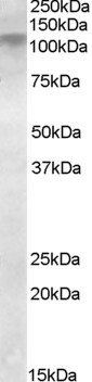Goat anti-DLG4 / PSD95 Antibody