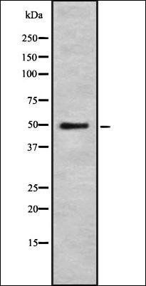 PSEN2 antibody