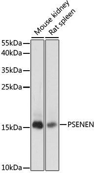 PSENEN antibody