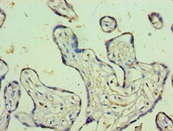 PSG1 Antibody